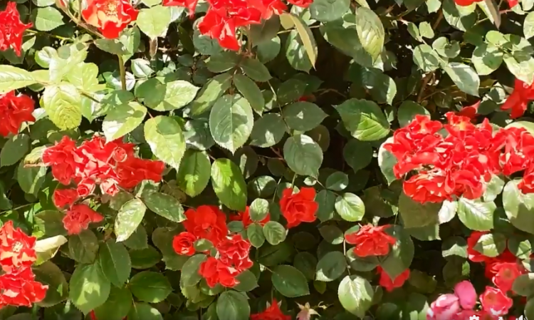 «Гүл-дүние көркі»