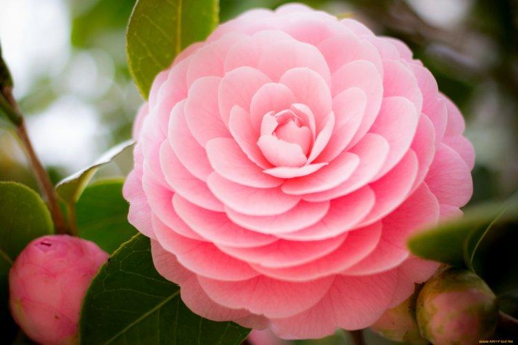 Аяулы, сүйікті, ұстаздар - Сіздерді 8-наурыз мерекелеріңізбен шын жүректен құттықтаймыз! Наши прекрасные дамы! Поздравляем Вас с международным женским днём!